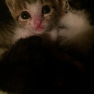 【募集終了】甘えんぼのこももちゃん♪