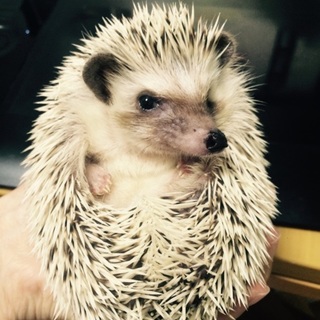 ハリネズミ♀里親募集
