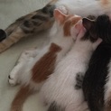 ◎生後2ヶ月！背中に猫の柄！愛くるしい茶の兄妹！