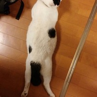 おかゆ