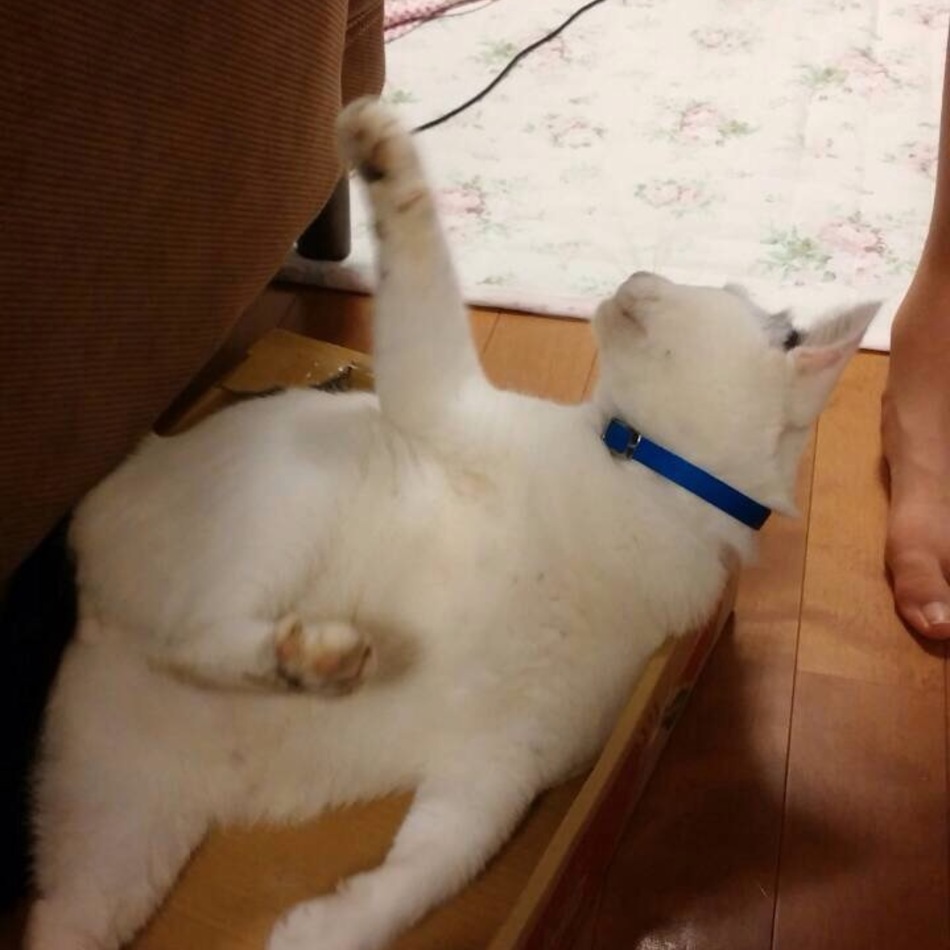 おかゆのカバー写真