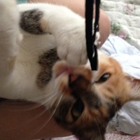 きなこ