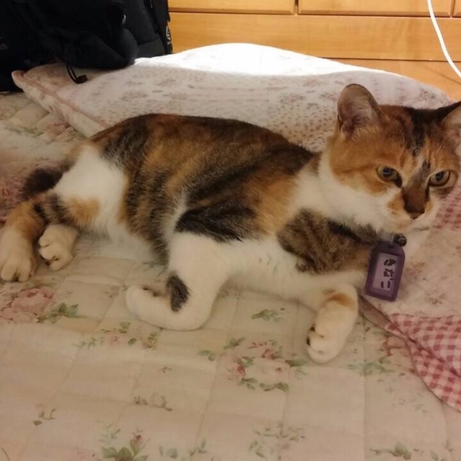 きなこのカバー写真
