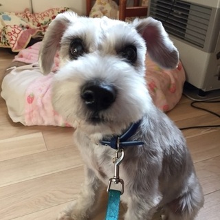 人懐こく甘えん坊★白いＭシュナウザー♂