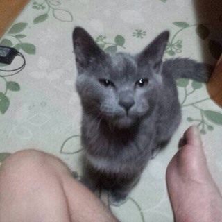 緊急募集です。四兄弟+成猫