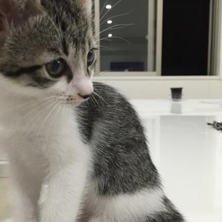 ☆生後１ヶ月半☆赤ちゃん猫☆メス