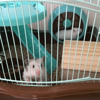 ロングヘアーハムスター