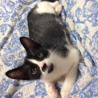 甘えん坊のハチワレくん