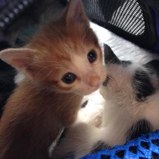 茶白くん（５兄妹）