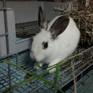 寺小屋保護っ子★右京くん★