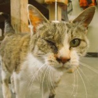 助けて下さい！収容期限が迫ってます。