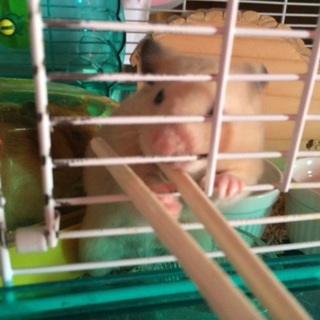 キンクマ・ゴールデン二匹