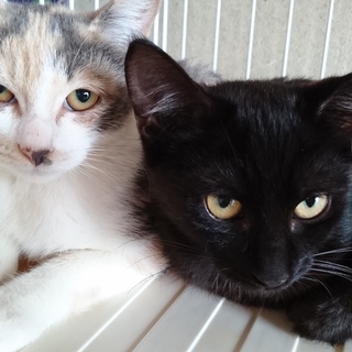 3兄弟姉妹の里親様募集（1匹でも可です）