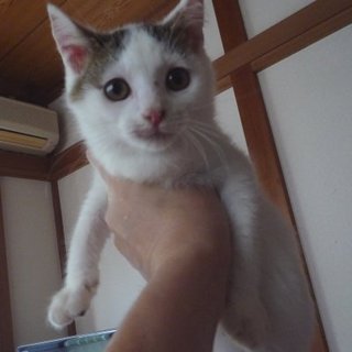 白キジぶち男の子、甘えん坊やんちゃ生後３ヶ月半