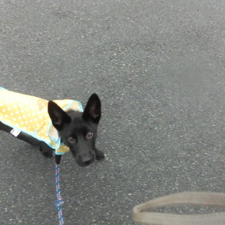 黒い子犬　くみちゃん　５か月里親募集　