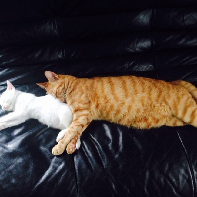 まめここのカバー写真