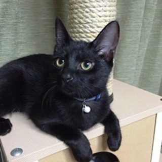 ジャズくん　きれいな黒の男の子