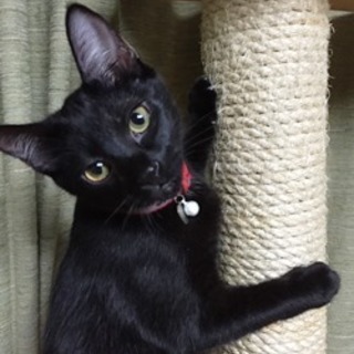 タンゴちゃん。きれいな毛並みの女の子です　５か月