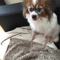 パピヨンくんの里親になってください！