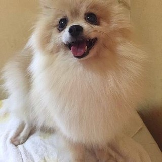 ニコニコのモナちゃんです