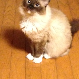 おとなしくて可愛いラグドールの女の子