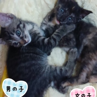 2匹の捨て猫ちゃんの家族になってください。