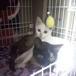 再投稿させていただきます。