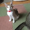 はなちゃん