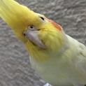 オカメインコ ルチノー♀