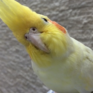 オカメインコ ルチノー♀