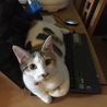 の写真