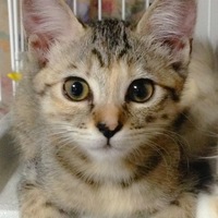 すず