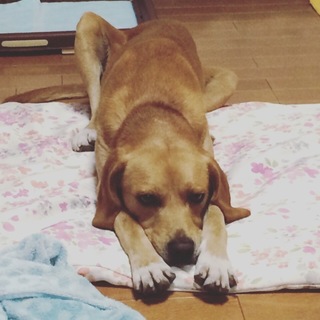 白い靴下はいてるビーグル×ラブ？なポルテ君♡