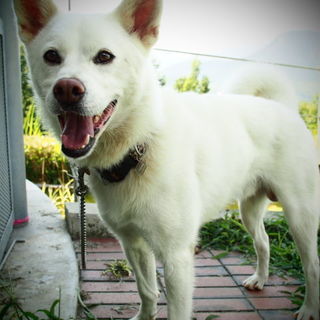 白毛Mixマーク君