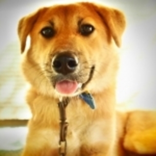 夏にやってきた大人しいなつです。