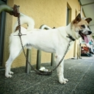 ドリー・推定1歳未満の男の子