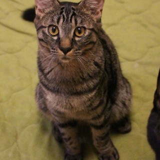 好奇心旺盛なキジ夫くん