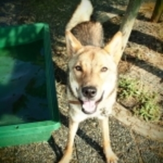 四国犬ミックス/アーサー君