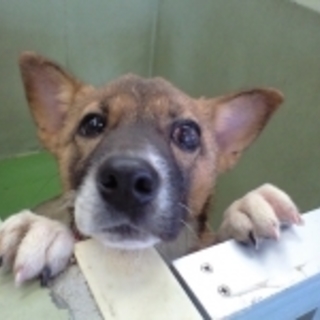 茶黒白3か月くらいの女の子