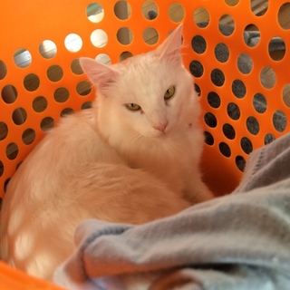 僕を幸せにしてくれる人、募集してるよ！