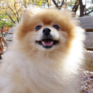 【交渉中です】良く笑うポメラニアン