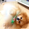 【交渉中です】良く笑うポメラニアン サムネイル2