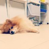 【交渉中です】良く笑うポメラニアン サムネイル3