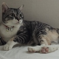 MONA