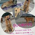 野良から家庭犬へ