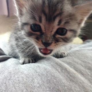 元気すぎるやんちゃっ子ですミ´ω｀ミ