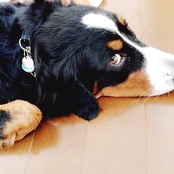 PET-IDタグが届きました！！