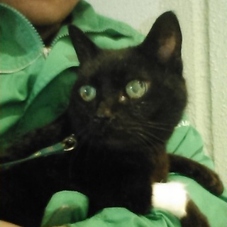 隣人のご老人が死亡。飼い猫がさまよってるのを保護。