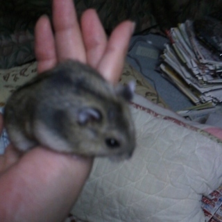 仔ハムの里親様募集