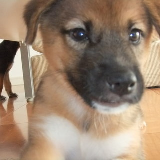 子犬　茶太郎です